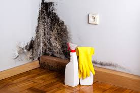 Professional Mold Prevention & Removal  in Morrow, GA